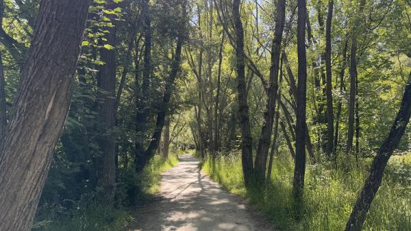 Arrow River Trail (Arrowtown)(1/5)