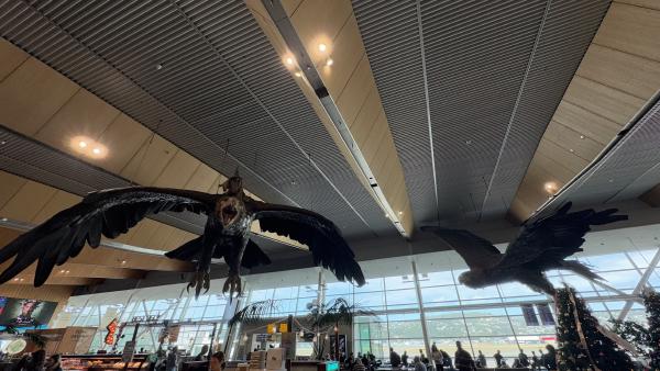 Wellington Airport's Eagles (1/9)