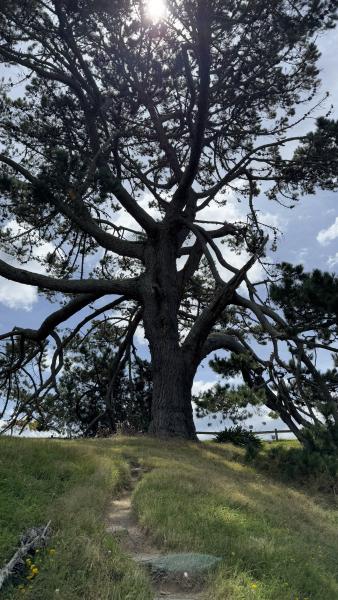 The Party Tree (1/12)